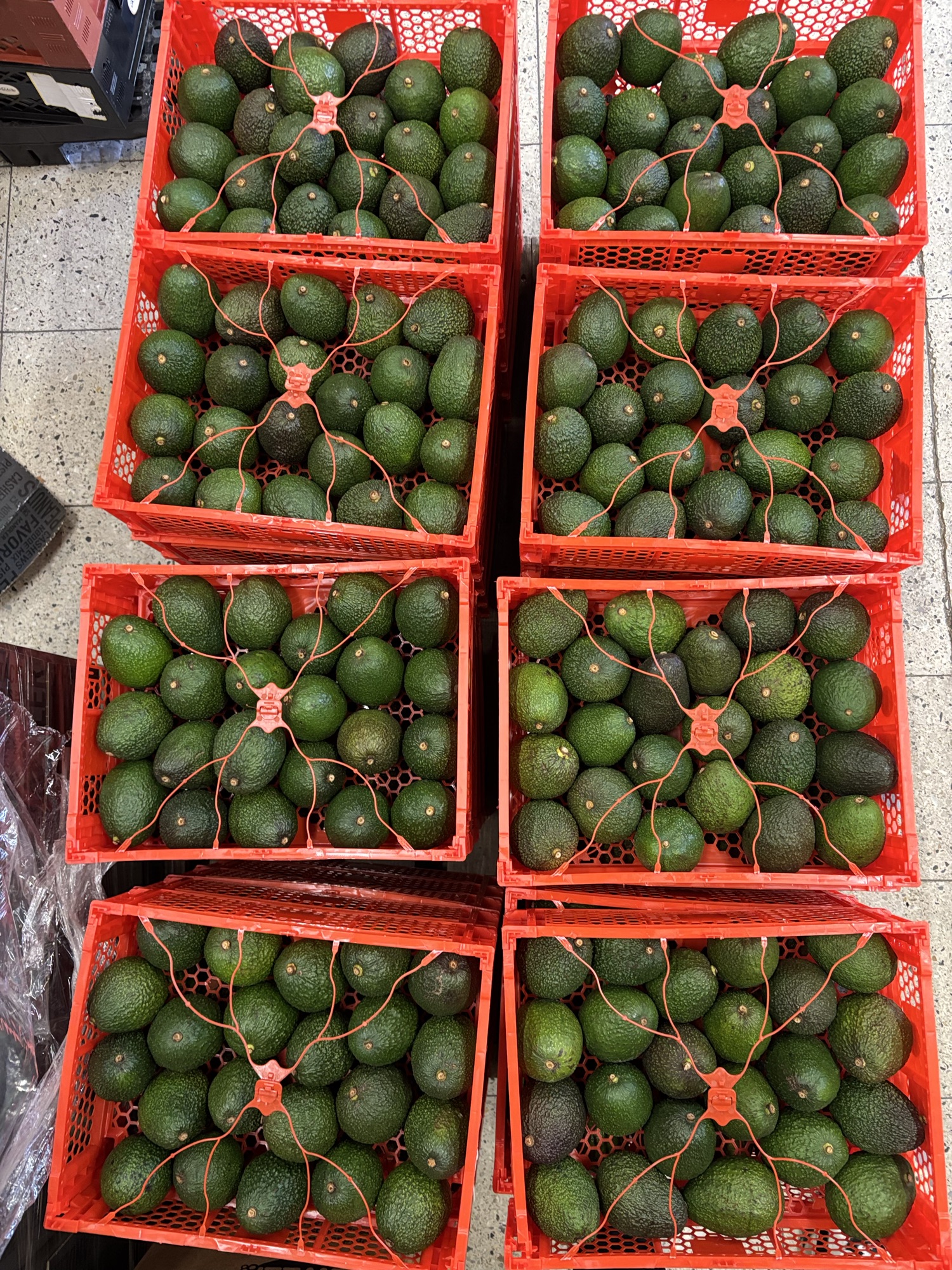 🥑🥑🥑EN HEL KASSE AVOCADO 🥑🥑🥑